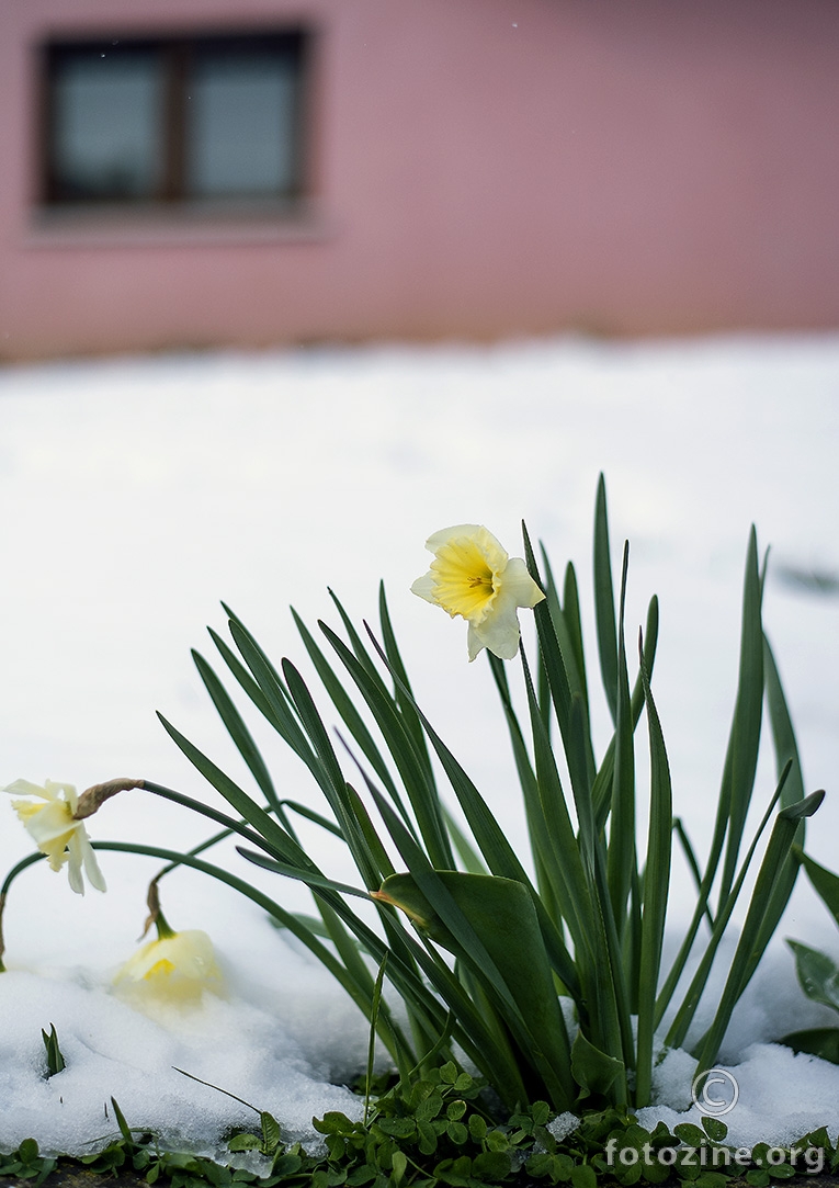 cvijeće u snijegu