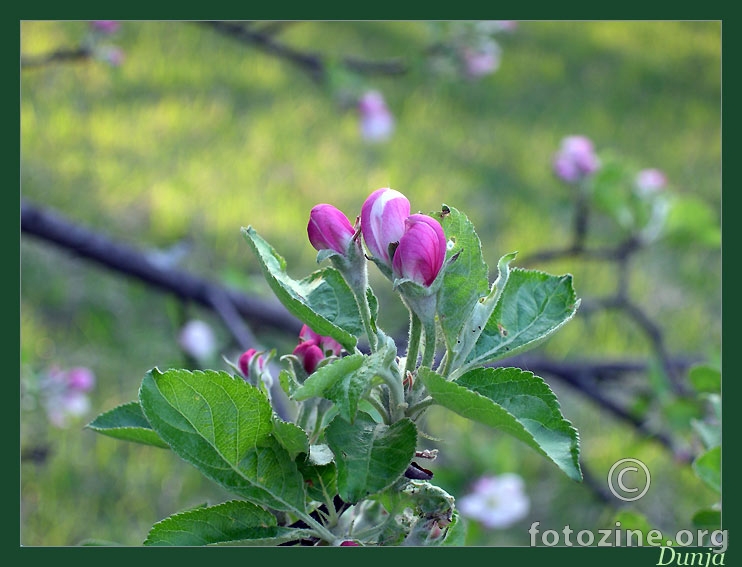 Cvijet jabuke