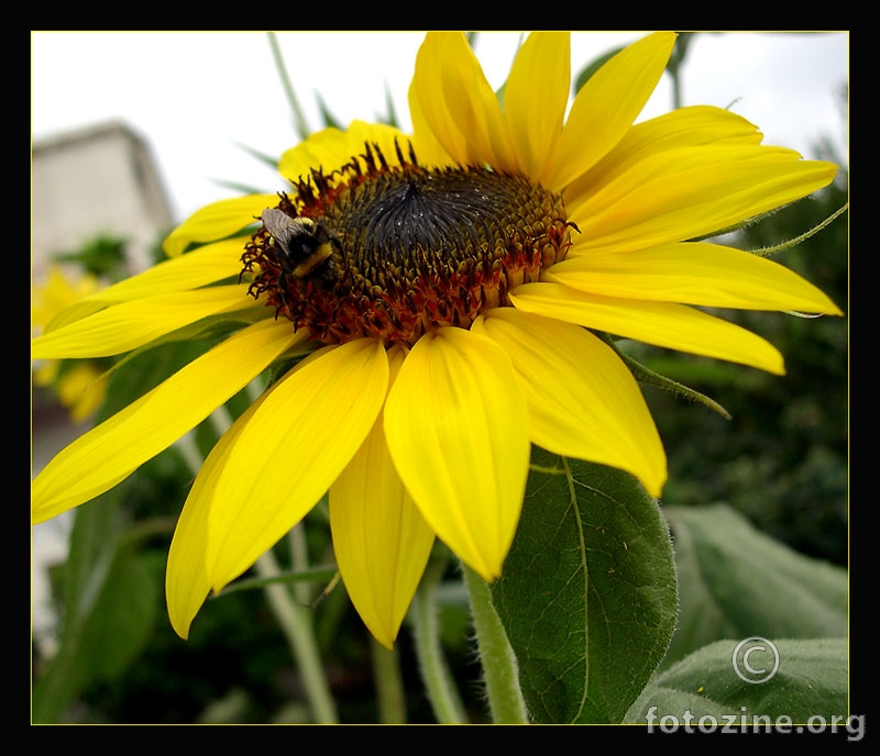 Pčela i suncokret