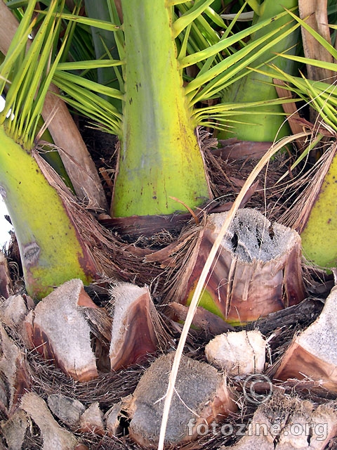 Detalj palme