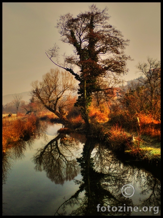 tree of life