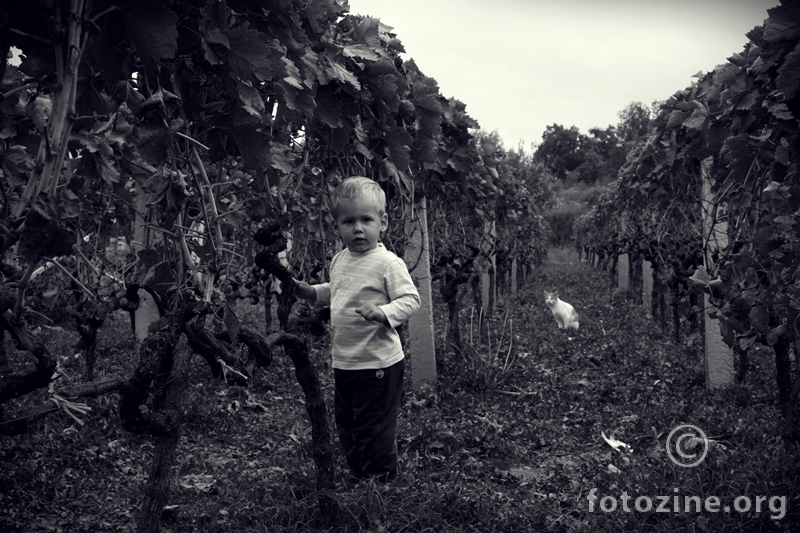 dijete u vinogradu...