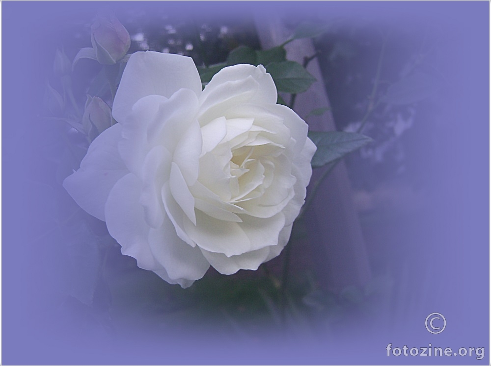 bijela ruža