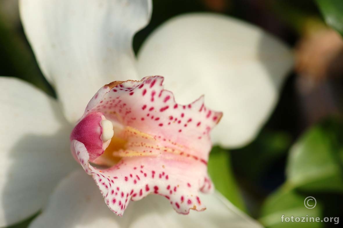 zubata orhideja