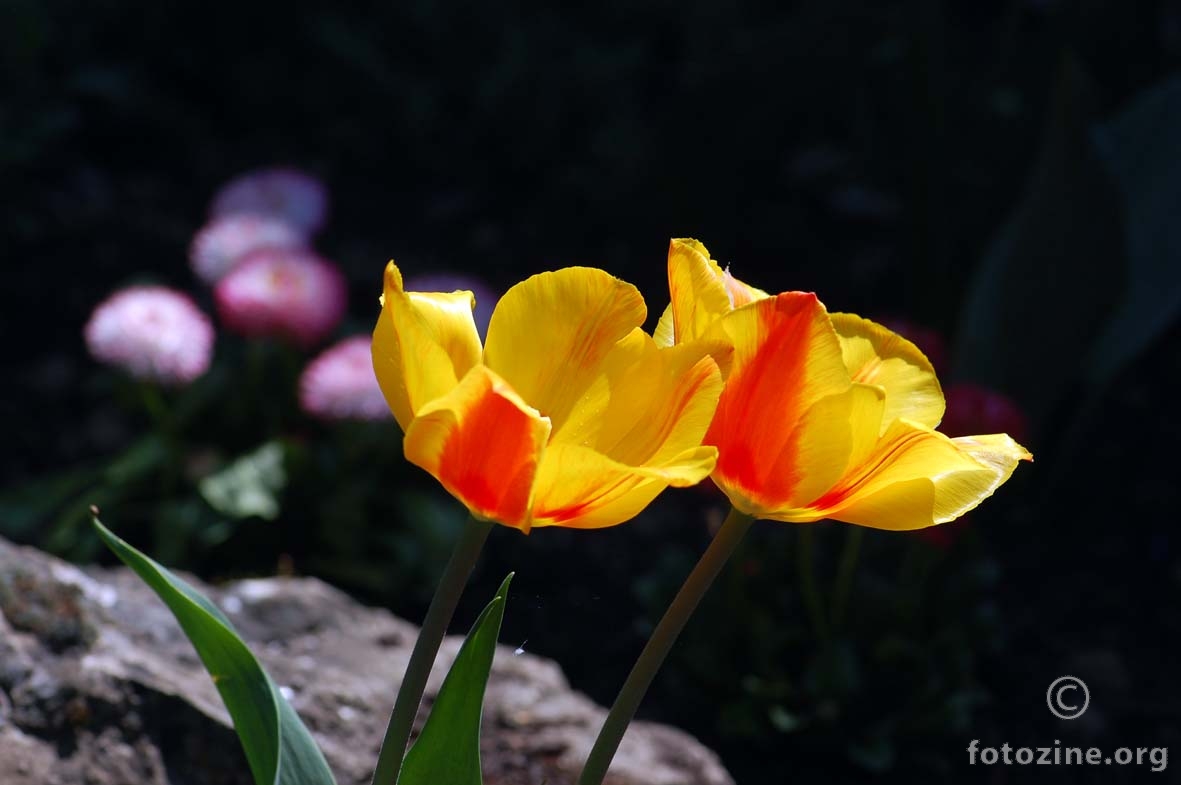 šareni tulipani
