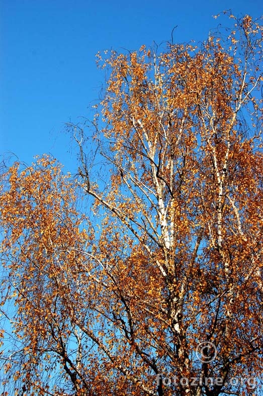 jesen u krošnji breze