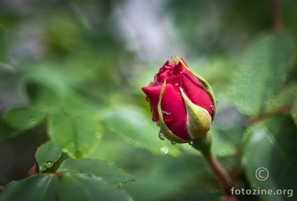 ruža na kiši