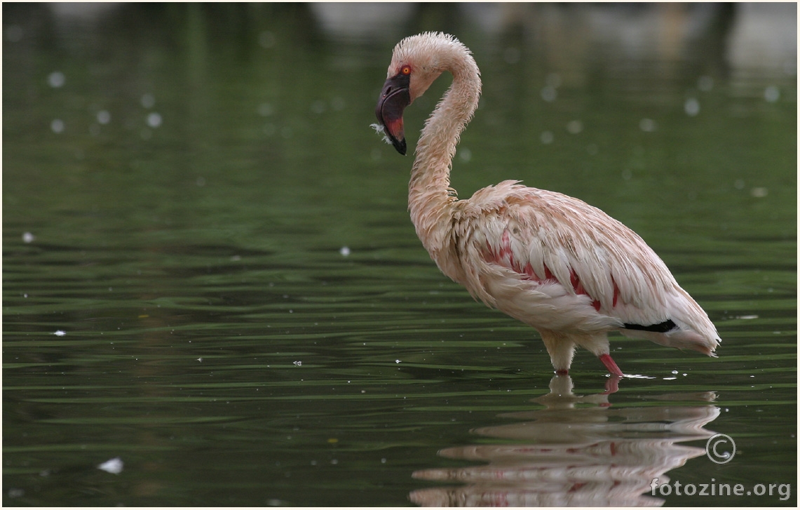 Plamenac -Flamingo.