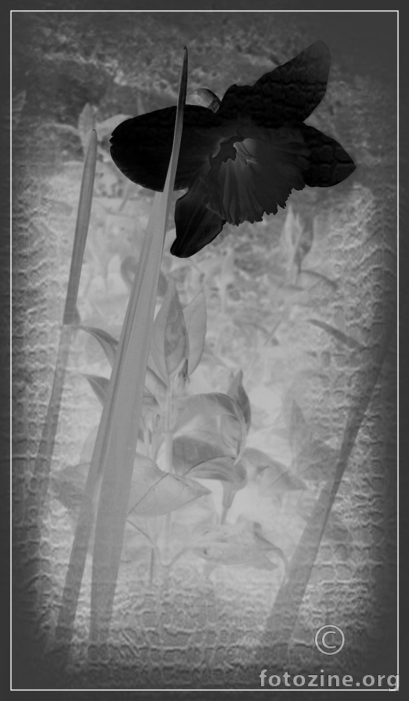 Black Spring Flower (Narcissus)