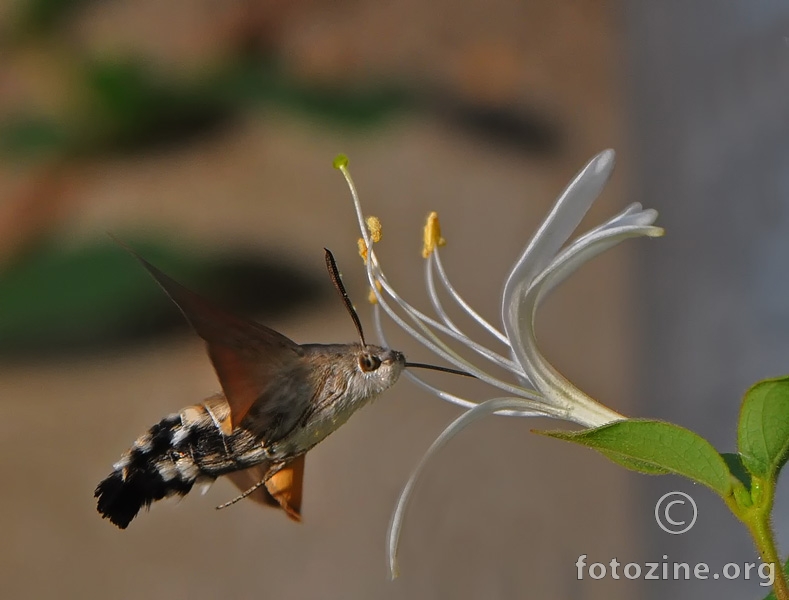 Leptir-kolibri