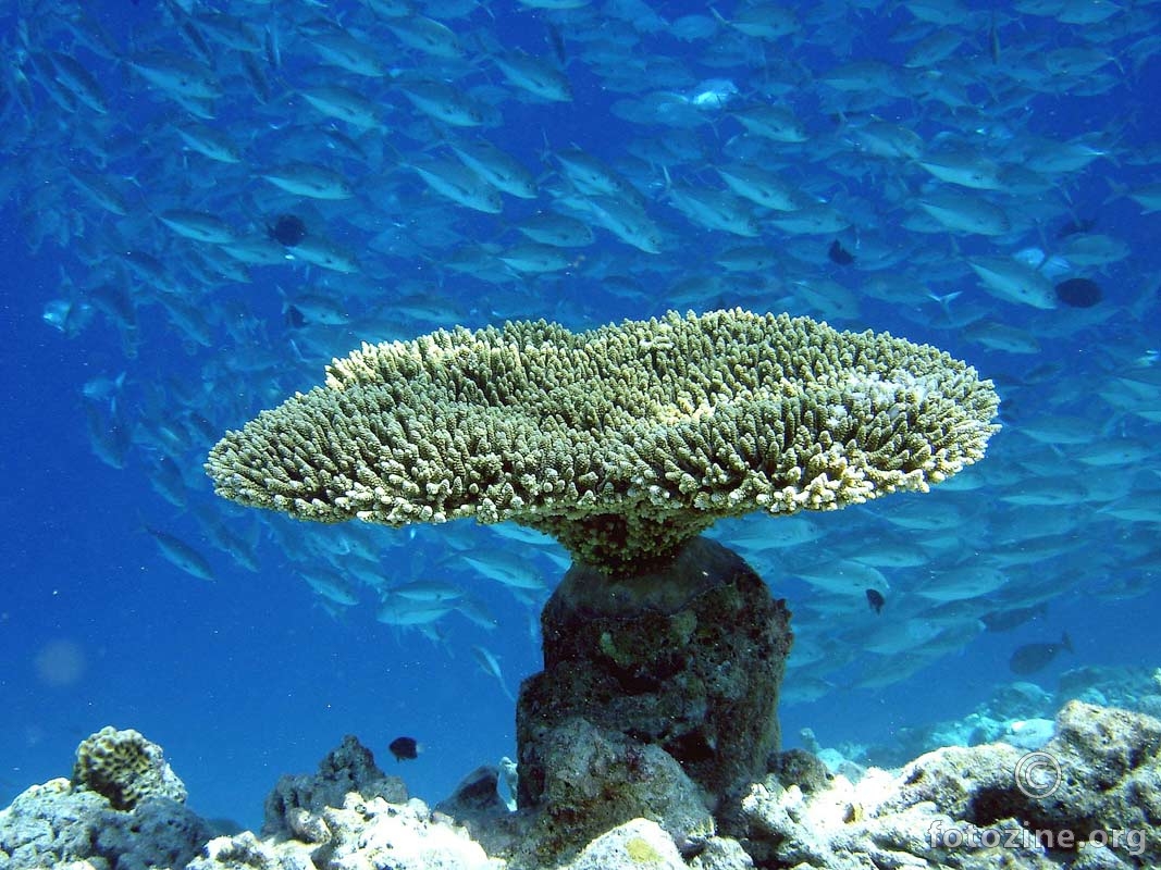 Buket koralja