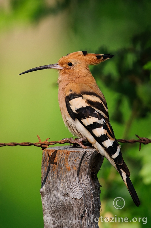 Pupavac - Upupa epops