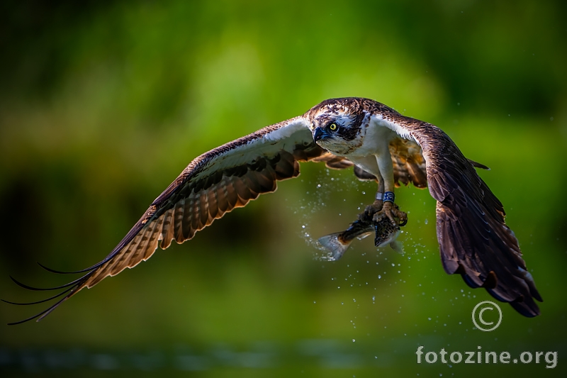 Meni najdraža kokoš