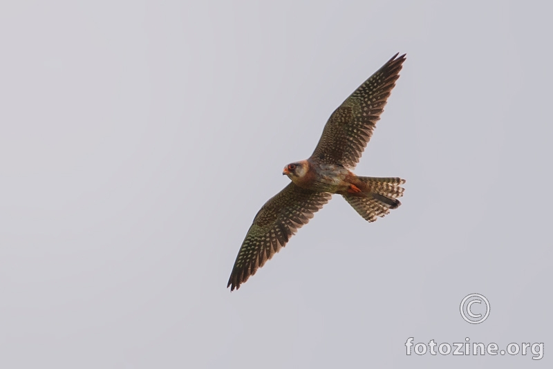 Crvenonoga vjetruša - Falco vespertinus