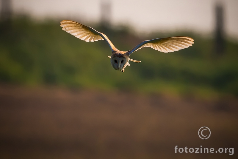 Tyto alba - Barn Owl - Kukuvija