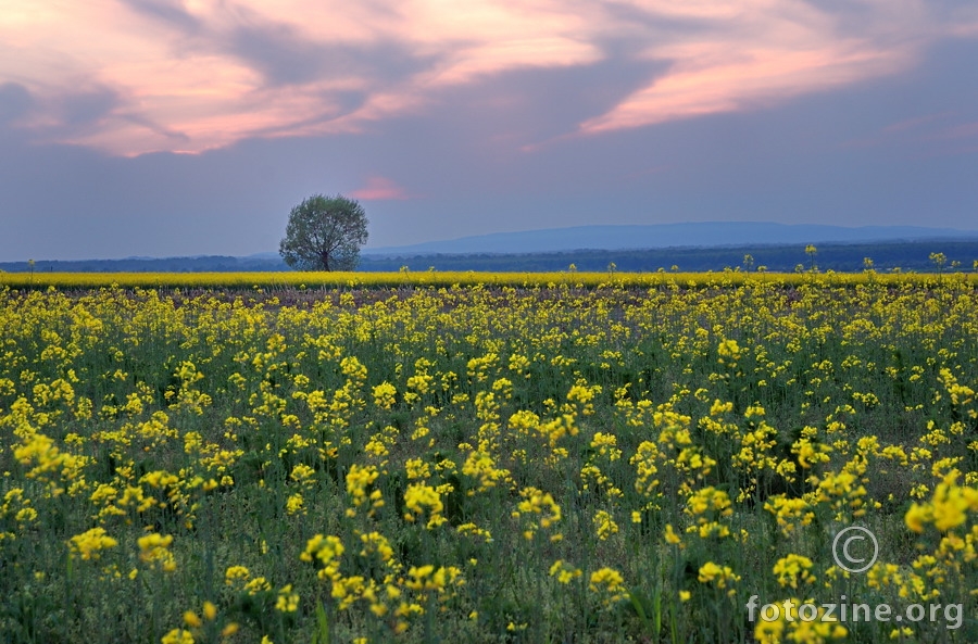 Žuto-zelena polja hrvatska