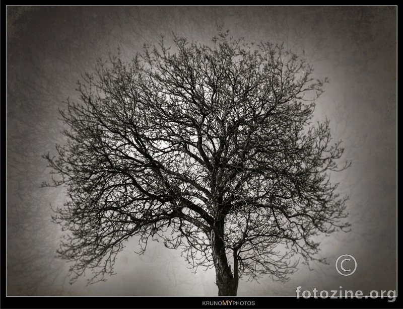 usamljeno drvo
