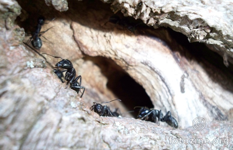 veliki mravi