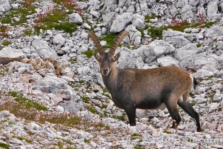 Alpski kozorog, Capra ibex