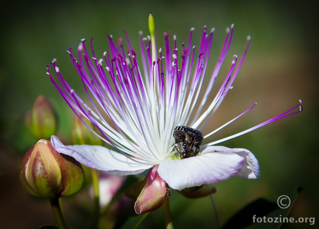 Ljubav na cvijetu Kapare