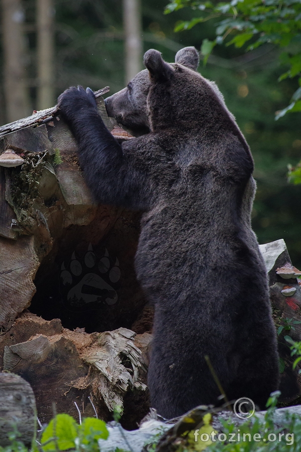da vas malo pošpijuniram :)