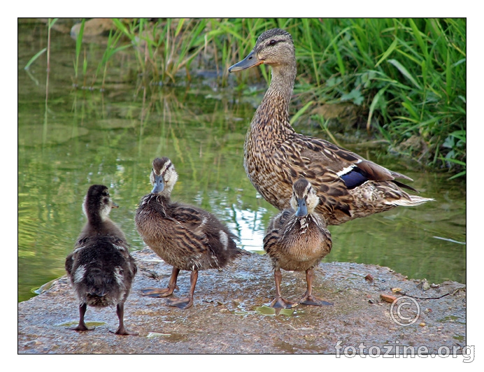 mama patka i mali pačići :)