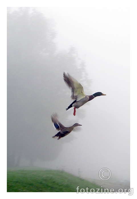 patke u magli