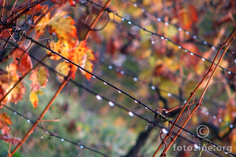 jesen u vinogradu I