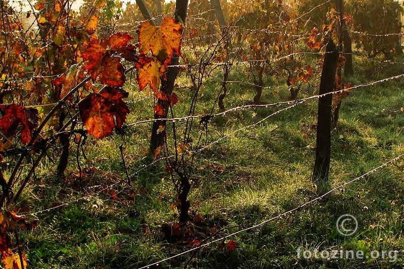 jesen u vinogradu II