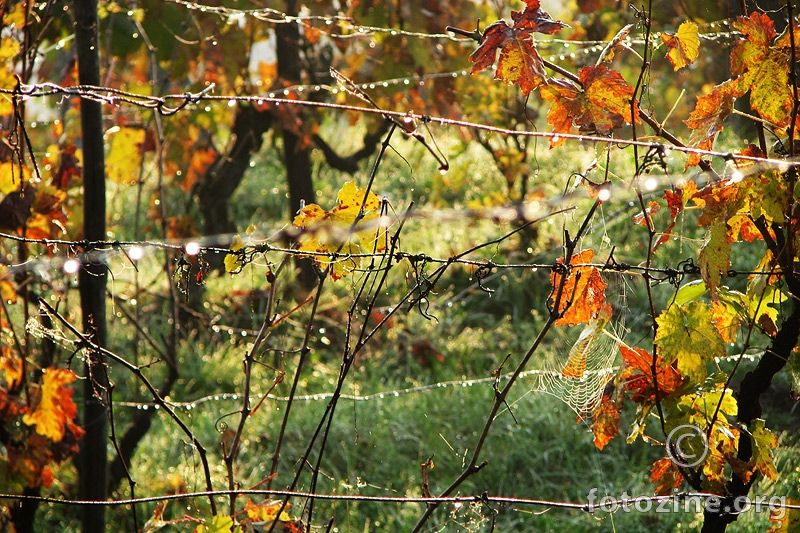 jesen u vinogradu III