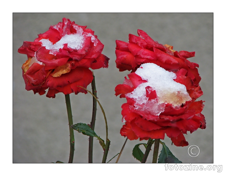 ruže u snijegu...