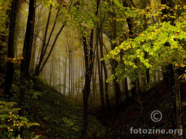 Slavonska šuma