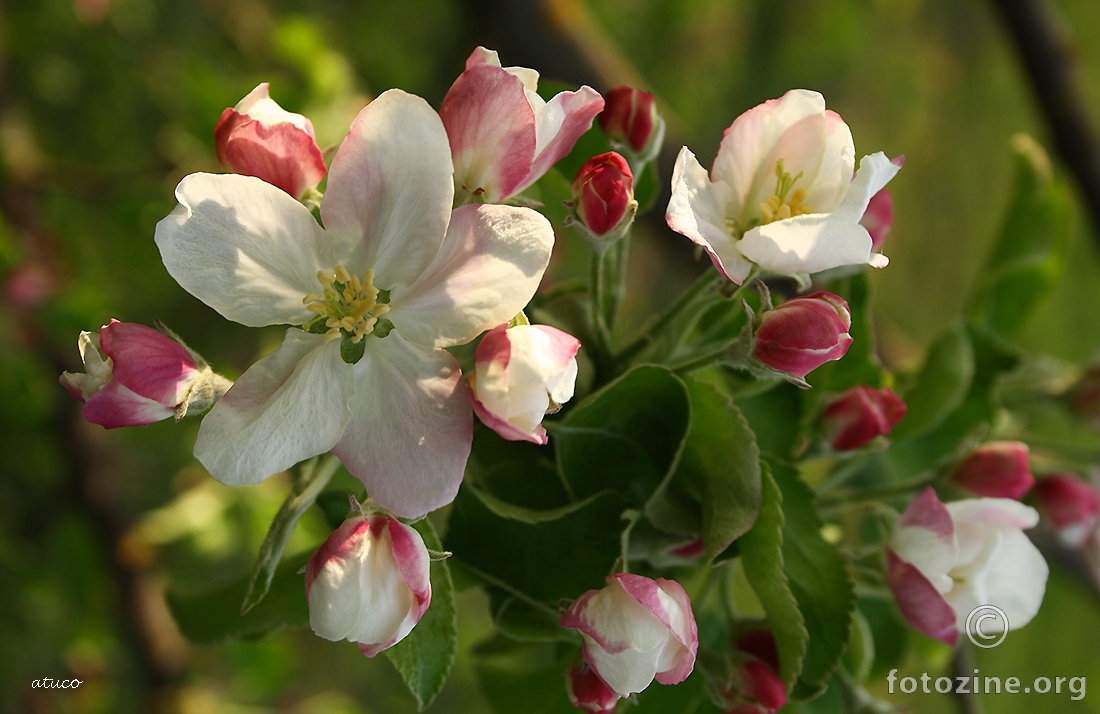 Mirisni cvijet jabuke