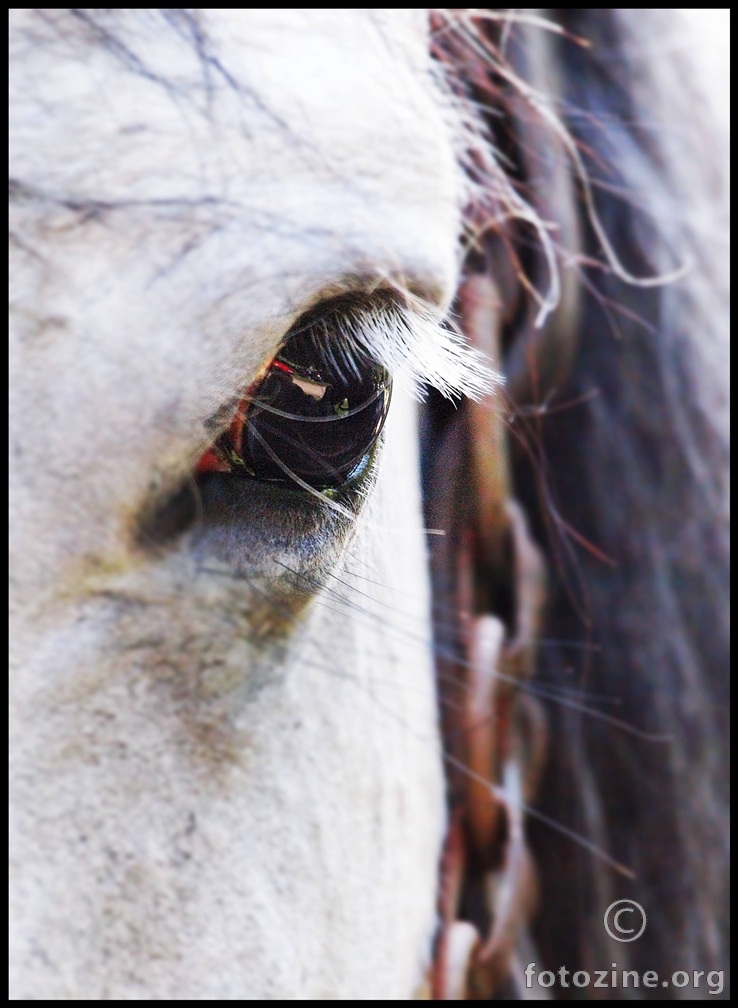 Konjevo oko