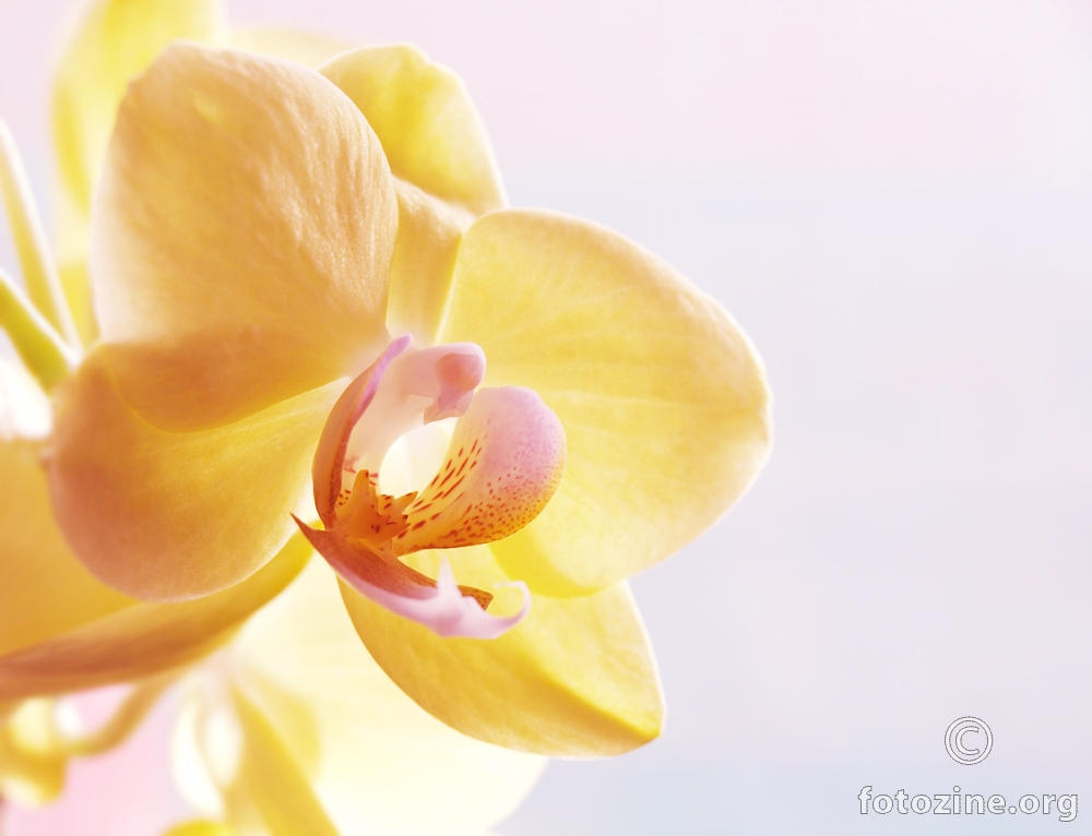 mamina orhideja 