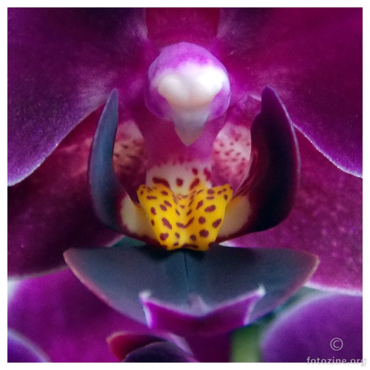 Orhideja Macro V
