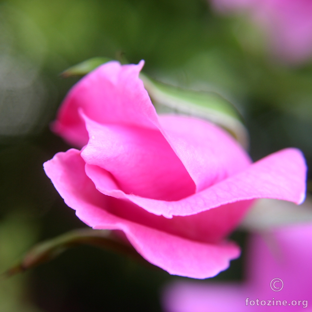 Macro rose pupoljak