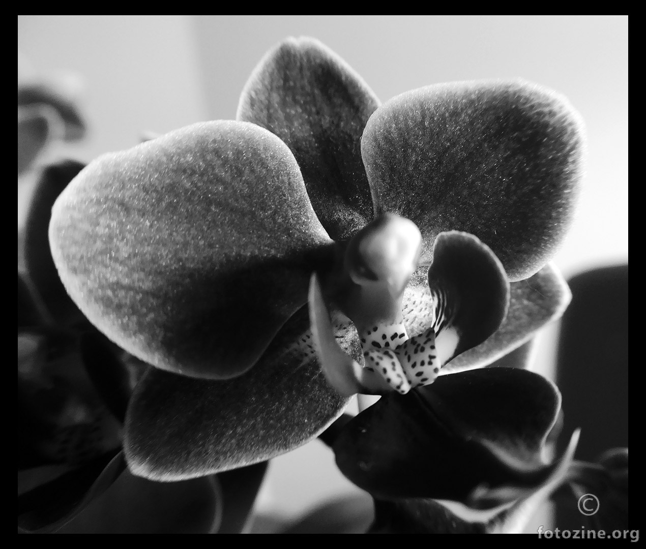 Orchid BW