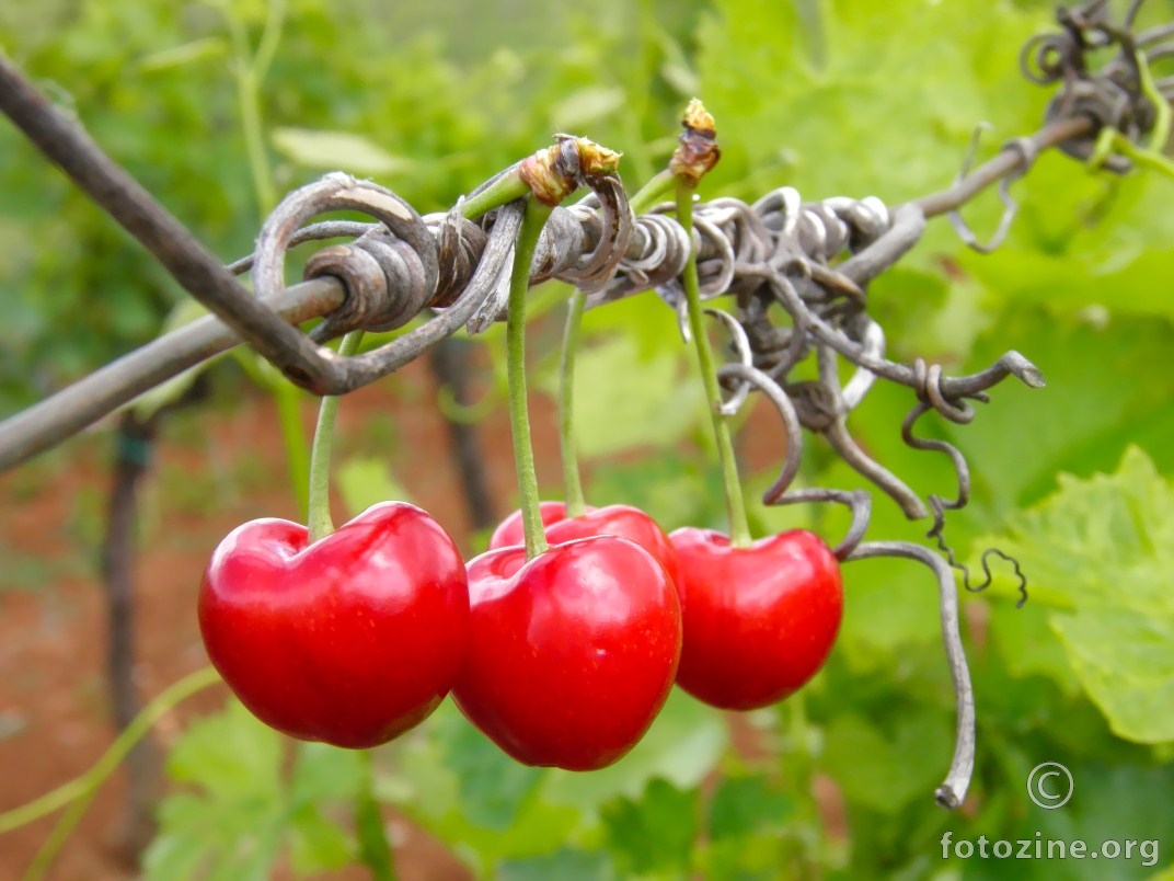 Vineyard cherry