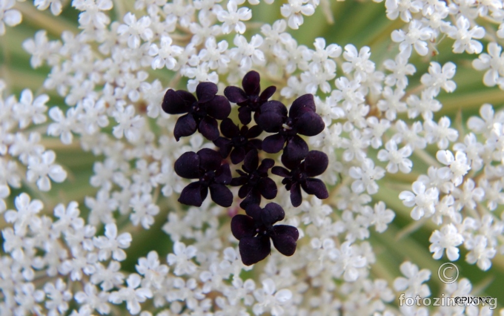 Crno-bijeli cvijet