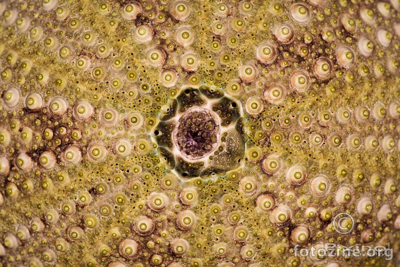 Dead sea urchin