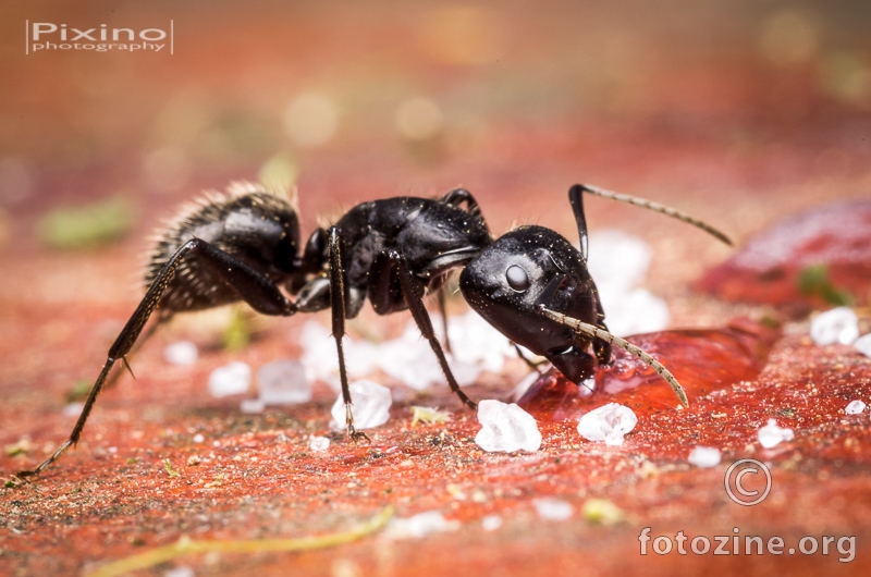 Zedni mravac