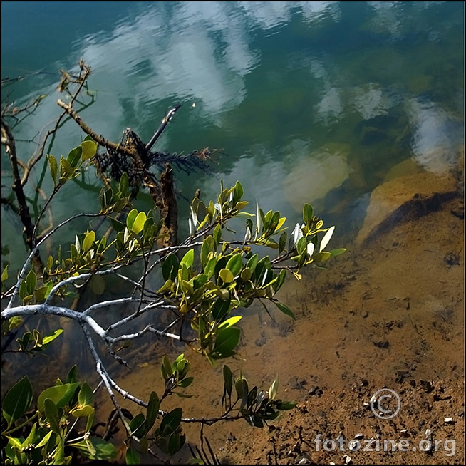 Mangrove
