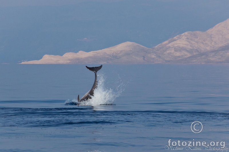 Delfin