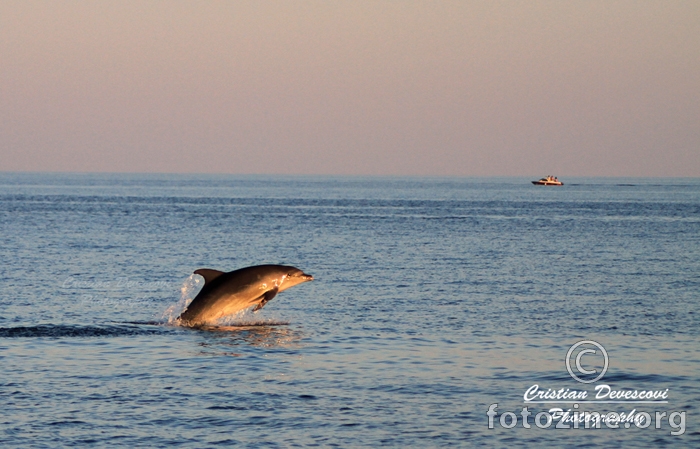 Delfin, 07.07.2014. Rovinj