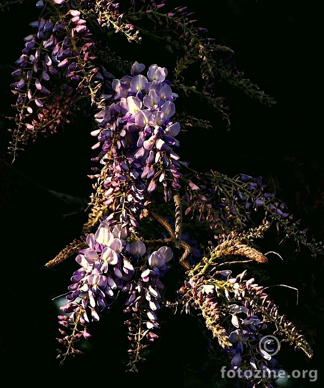foto br. 615957