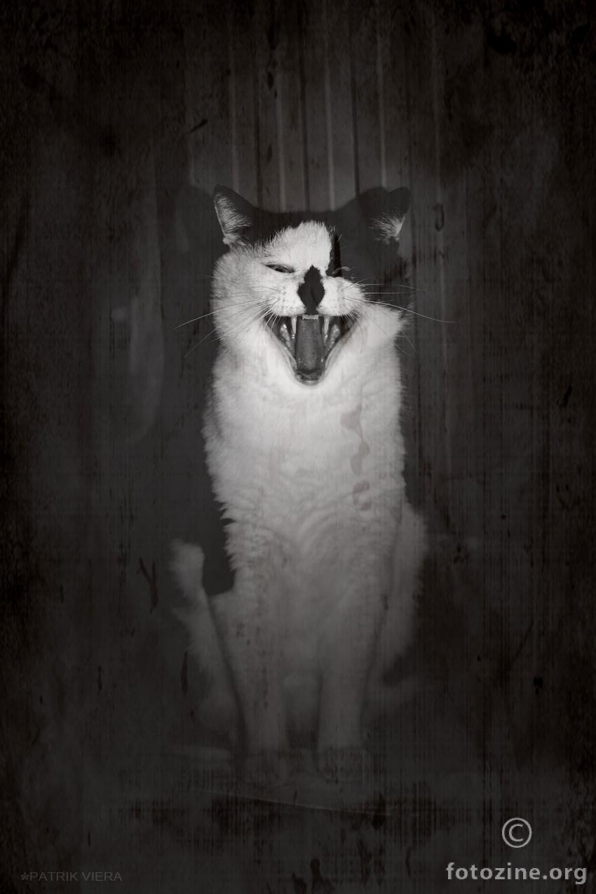 Scary cat