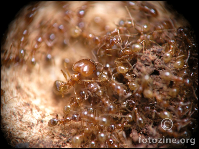 mravinjak
