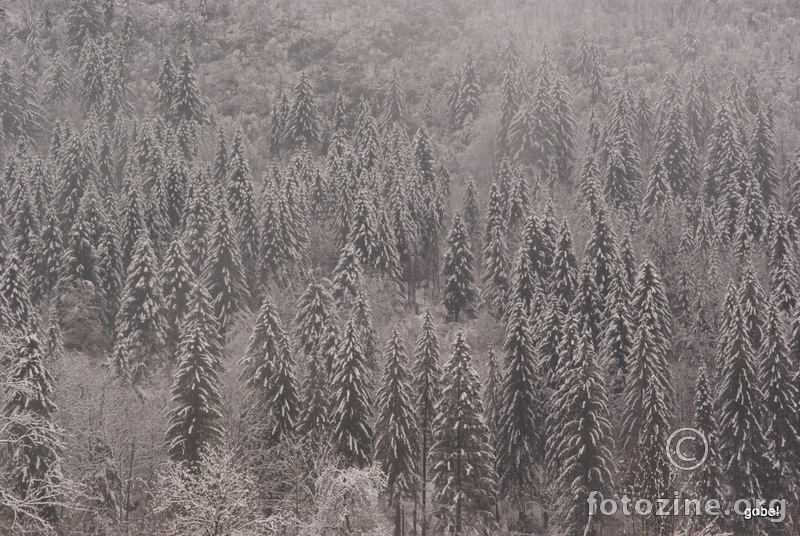 Šuma pod snijegom