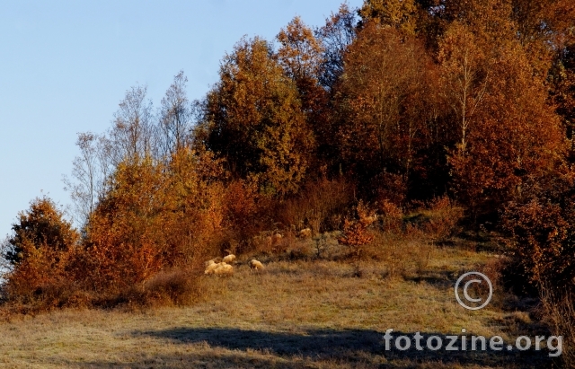 Ovce i jesen 1